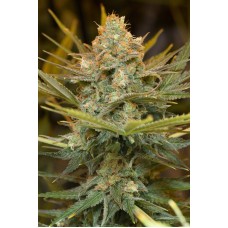 Humboldt seeds Three Blue Kings feminized