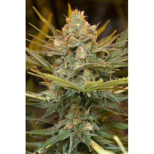 Семена Humboldt seeds Three Blue Kings feminized - цены, описание в интернет-магазине Dutch Seeds