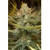 Семена Humboldt seeds Three Blue Kings feminized - цены, описание в интернет-магазине Dutch Seeds