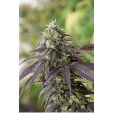 Humboldt seeds 707 Headband feminized