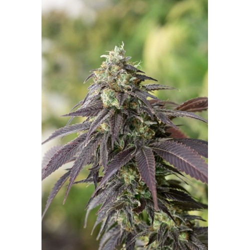 Семена Humboldt seeds 707 Headband feminized - цены, описание в интернет-магазине Dutch Seeds