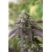 Семена Humboldt seeds 707 Headband feminized - цены, описание в интернет-магазине Dutch Seeds