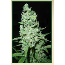 Serious seeds AK-47 feminized