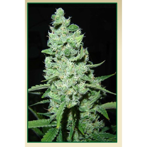 Семена Serious seeds AK-47 feminized - цены, описание в интернет-магазине Dutch Seeds