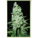 Семена Serious seeds AK-47 feminized - цены, описание в интернет-магазине Dutch Seeds