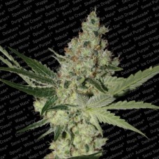 Paradise seeds Acid feminized