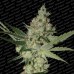 Семена Paradise seeds Acid feminized - цены, описание в интернет-магазине Dutch Seeds