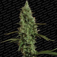 Paradise seeds Atomical haze feminized