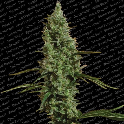 Семена Paradise seeds Atomical haze feminized - цены, описание в интернет-магазине Dutch Seeds