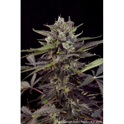 Семена Dutch Passion Auto Blueberry autofem - цены, описание в интернет-магазине Dutch Seeds