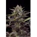 Семена Dutch Passion Auto Blueberry autofem - цены, описание в интернет-магазине Dutch Seeds