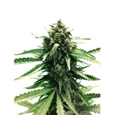 Dutch Passion Auto Frisian Dew autofem