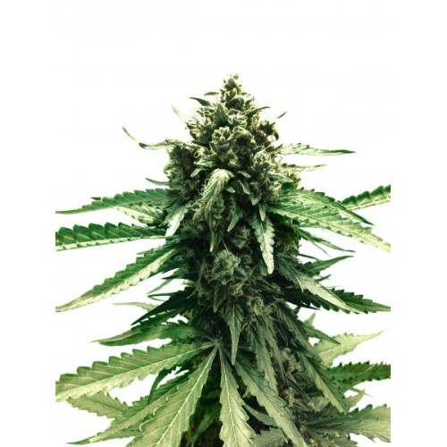 Семена Dutch Passion Auto Frisian Dew autofem - цены, описание в интернет-магазине Dutch Seeds