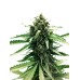 Семена Dutch Passion Auto Frisian Dew autofem - цены, описание в интернет-магазине Dutch Seeds