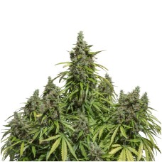 Dutch Passion Auto Mazar autofem