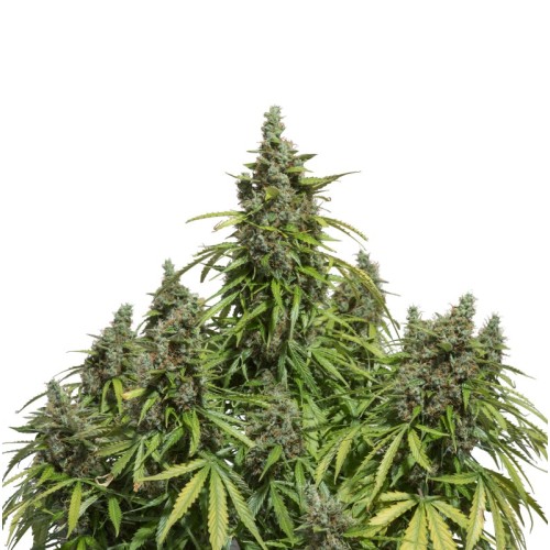 Семена Dutch Passion Auto Mazar autofem 7 шт. - цены, описание в интернет-магазине Dutch Seeds