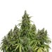 Семена Dutch Passion Auto Mazar autofem 7 шт. - цены, описание в интернет-магазине Dutch Seeds