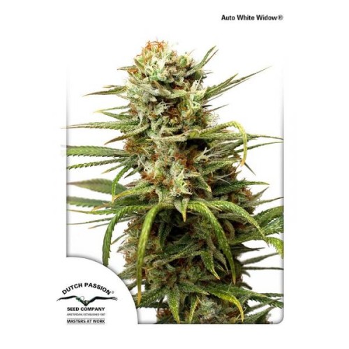 Семена Dutch Passion Auto White Widow autofem 100 шт. - цены, описание в интернет-магазине Dutch Seeds