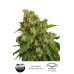 Семена Dutch Passion Auto Xtreme autofem - цены, описание в интернет-магазине Dutch Seeds