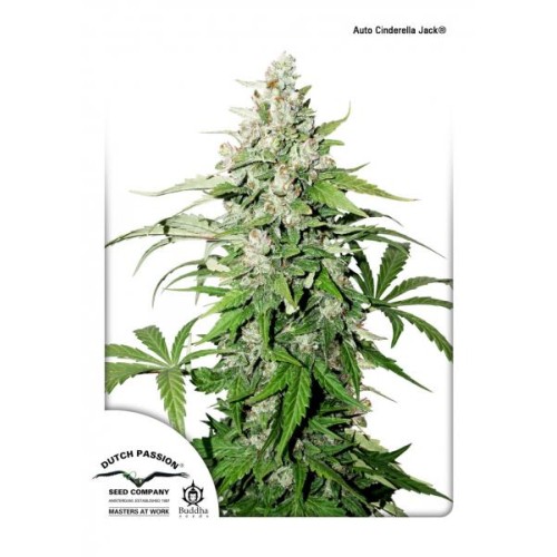 Семена Dutch Passion Auto Cinderella Jack autofem - цены, описание в интернет-магазине Dutch Seeds