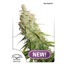 Dutch Passion Auto Desfr?n autofem