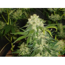 Medical seeds BLUEHELL feminized