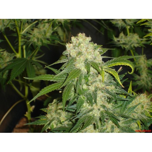 Семена Medical seeds BLUEHELL feminized - цены, описание в интернет-магазине Dutch Seeds