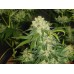 Семена Medical seeds BLUEHELL feminized - цены, описание в интернет-магазине Dutch Seeds