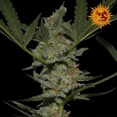 Barneys farm Acapulco gold feminized