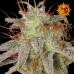 Семена Barneys farm Amnesia Lemon feminized - цены, описание в интернет-магазине Dutch Seeds