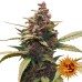 Семена Barneys farm Ayahuasca Purple feminized - цены, описание в интернет-магазине Dutch Seeds