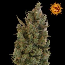 Barneys farm Blueberry Cheese feminized