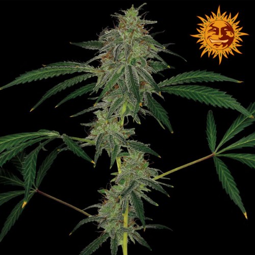 Семена Barneys farm Blue Mammoth autofem - цены, описание в интернет-магазине Dutch Seeds