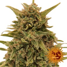 Barneys farm Blueberry OG feminized