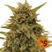 Семена Barneys farm Blueberry OG feminized - цены, описание в интернет-магазине Dutch Seeds