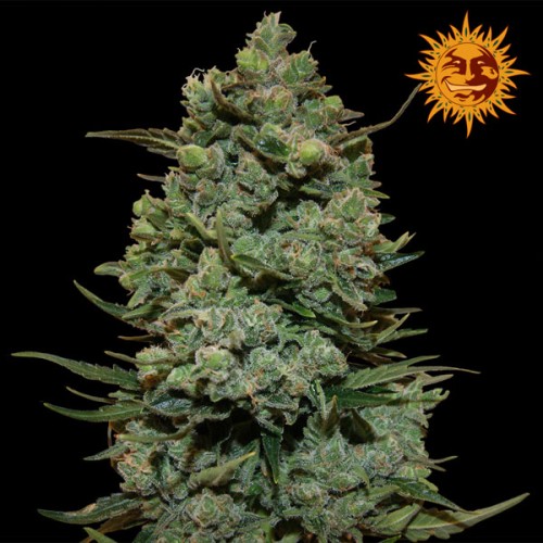 Семена Barneys farm Cookies Kush feminized - цены, описание в интернет-магазине Dutch Seeds