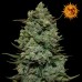 Семена Barneys farm Cookies Kush feminized - цены, описание в интернет-магазине Dutch Seeds