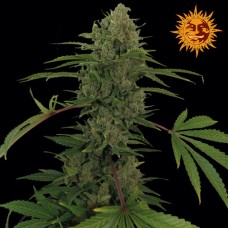 Barneys farm Critical Kush Auto autofeminized