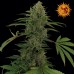 Семена Barneys farm Critical Kush Auto autofeminized - цены, описание в интернет-магазине Dutch Seeds