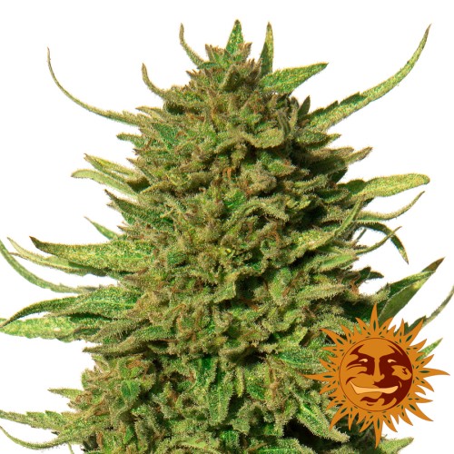 Семена Barneys farm Critical Kush regular - цены, описание в интернет-магазине Dutch Seeds