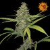 Семена Barneys farm G 13 Haze feminized - цены, описание в интернет-магазине Dutch Seeds