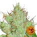 Семена Barneys farm G13 Haze regular - цены, описание в интернет-магазине Dutch Seeds