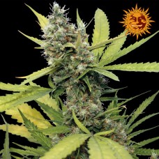 Barneys farm Honey B feminized