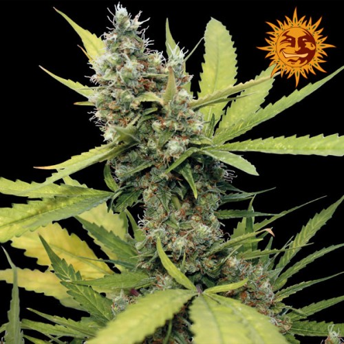 Семена Barneys farm Honey B feminized - цены, описание в интернет-магазине Dutch Seeds