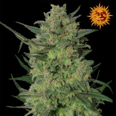 Barneys farm L.S.D. Feminized