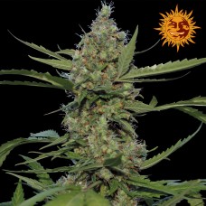 Barneys farm Laughing Buddha feminized