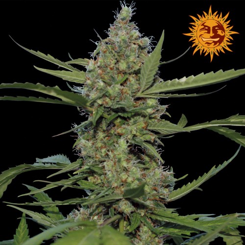 Семена Barneys farm Laughing Buddha feminized - цены, описание в интернет-магазине Dutch Seeds