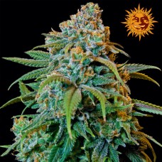 Barneys farm Liberty haze feminized