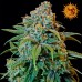 Семена Barneys farm Liberty haze feminized - цены, описание в интернет-магазине Dutch Seeds