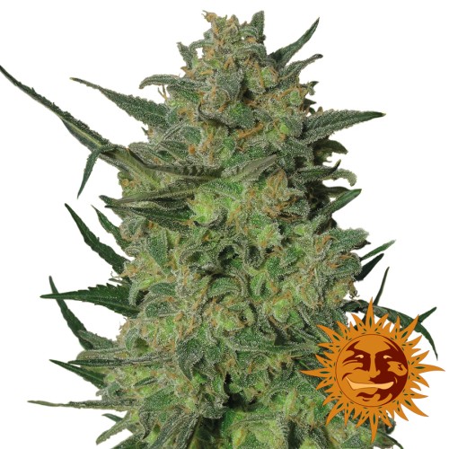 Семена Barneys farm L.S.D. Feminized 10 шт. - цены, описание в интернет-магазине Dutch Seeds